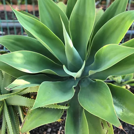 Apartamento Albatros Golf Del Sur Apt. 257 サンミゲル・デ・アボナ